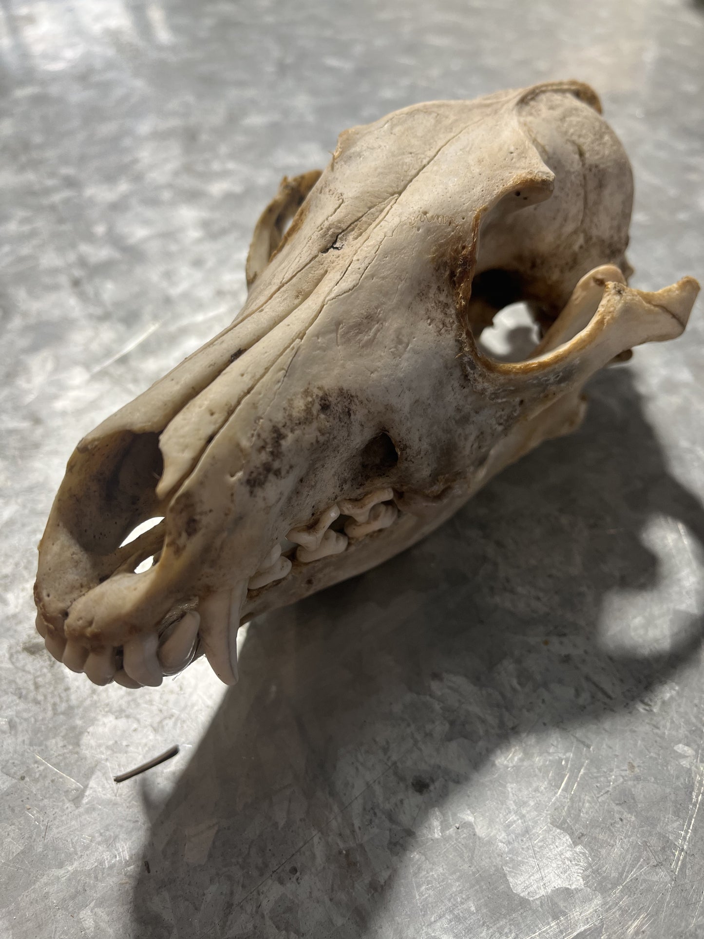 Complete Coyote Skull, Unbleached