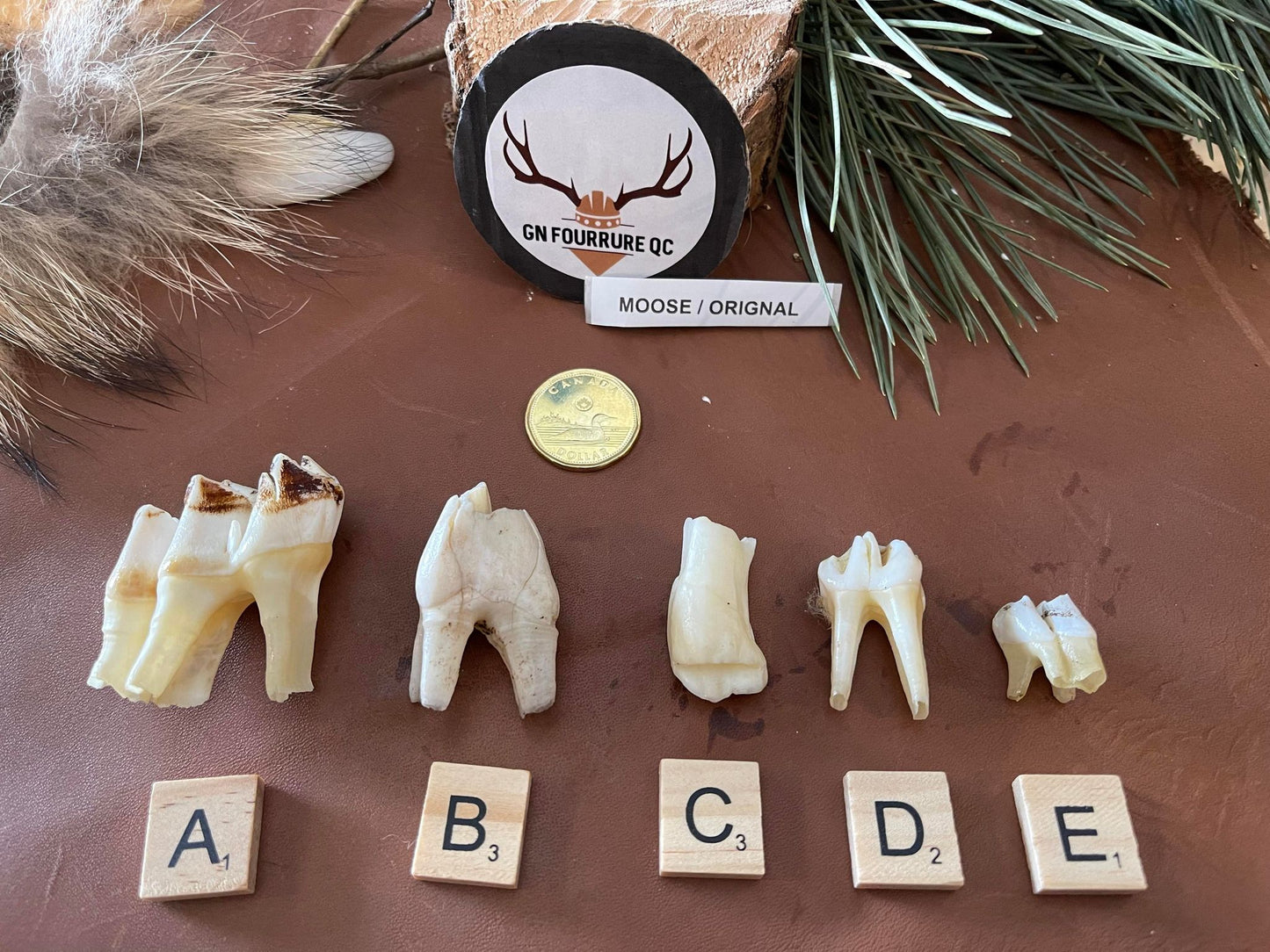 Moose Teeth /  Dent d'Orignal