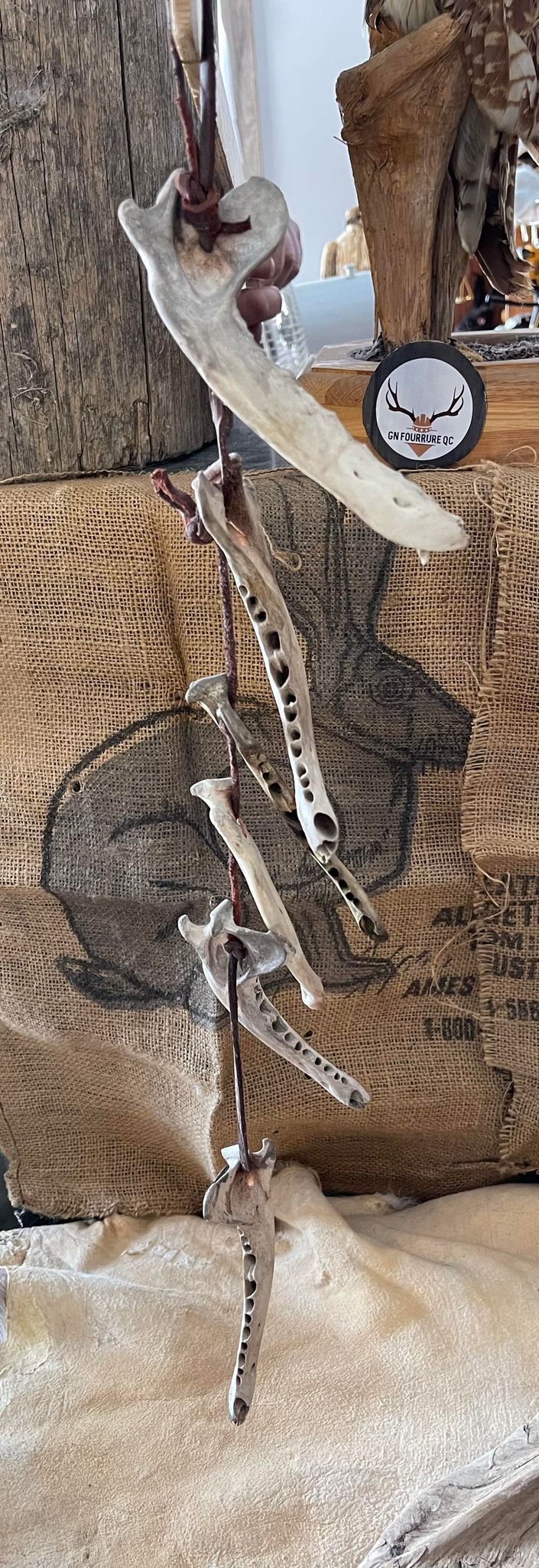 Jawbone String Display – Medieval Fur