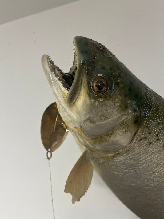 Brook Trout Taxidermy