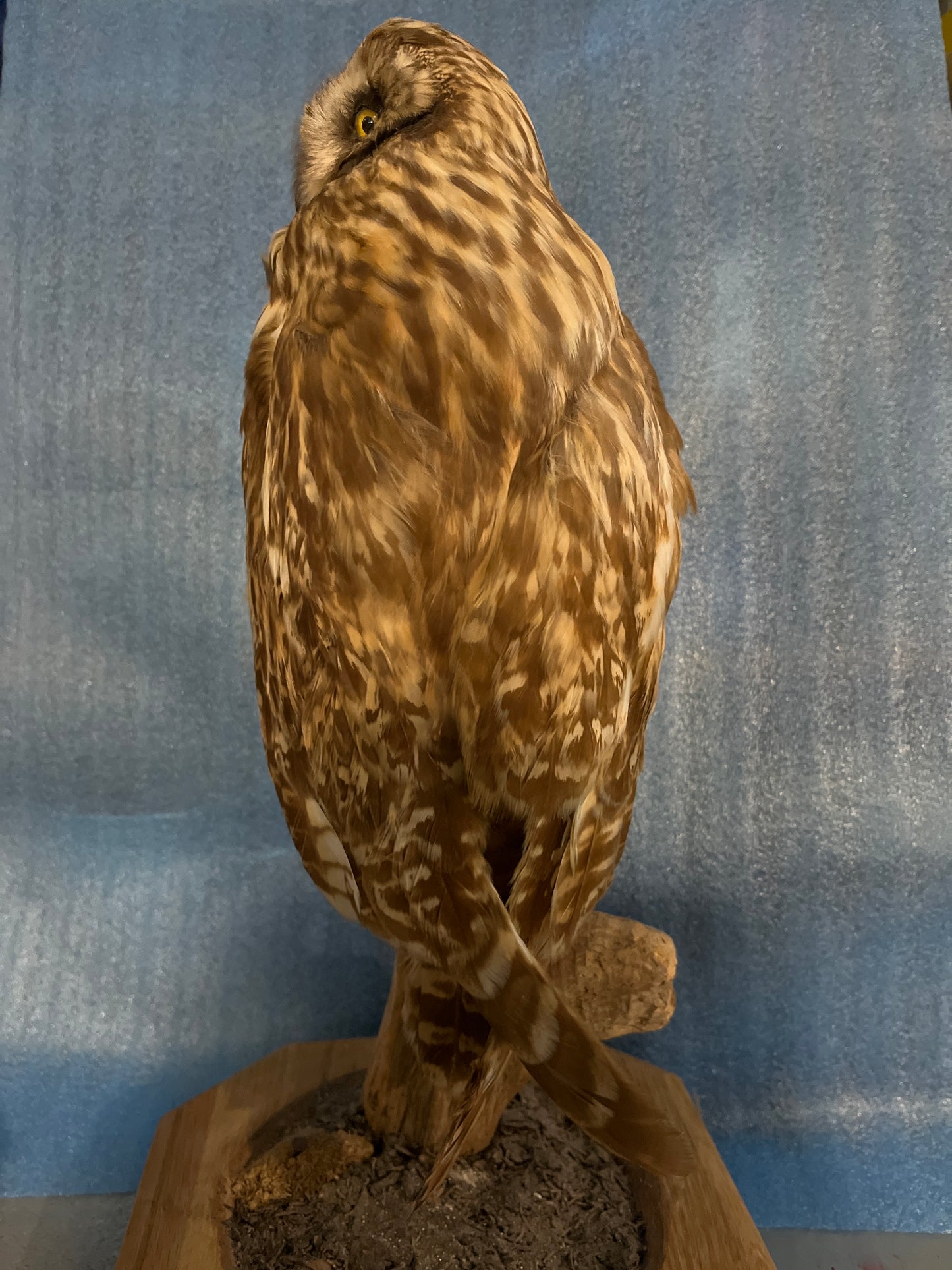 Short-Eared Owl Trophy Mount