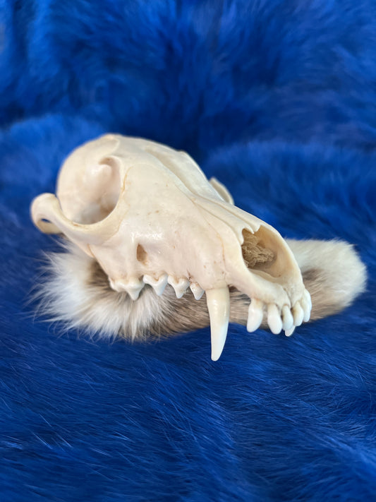 Fox Skull - No lower jaw