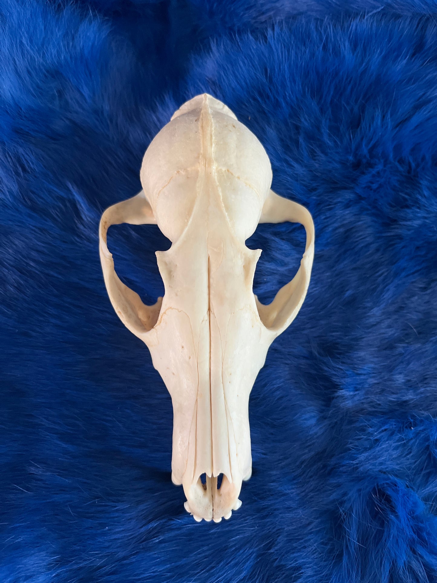 Fox Skull - No lower jaw
