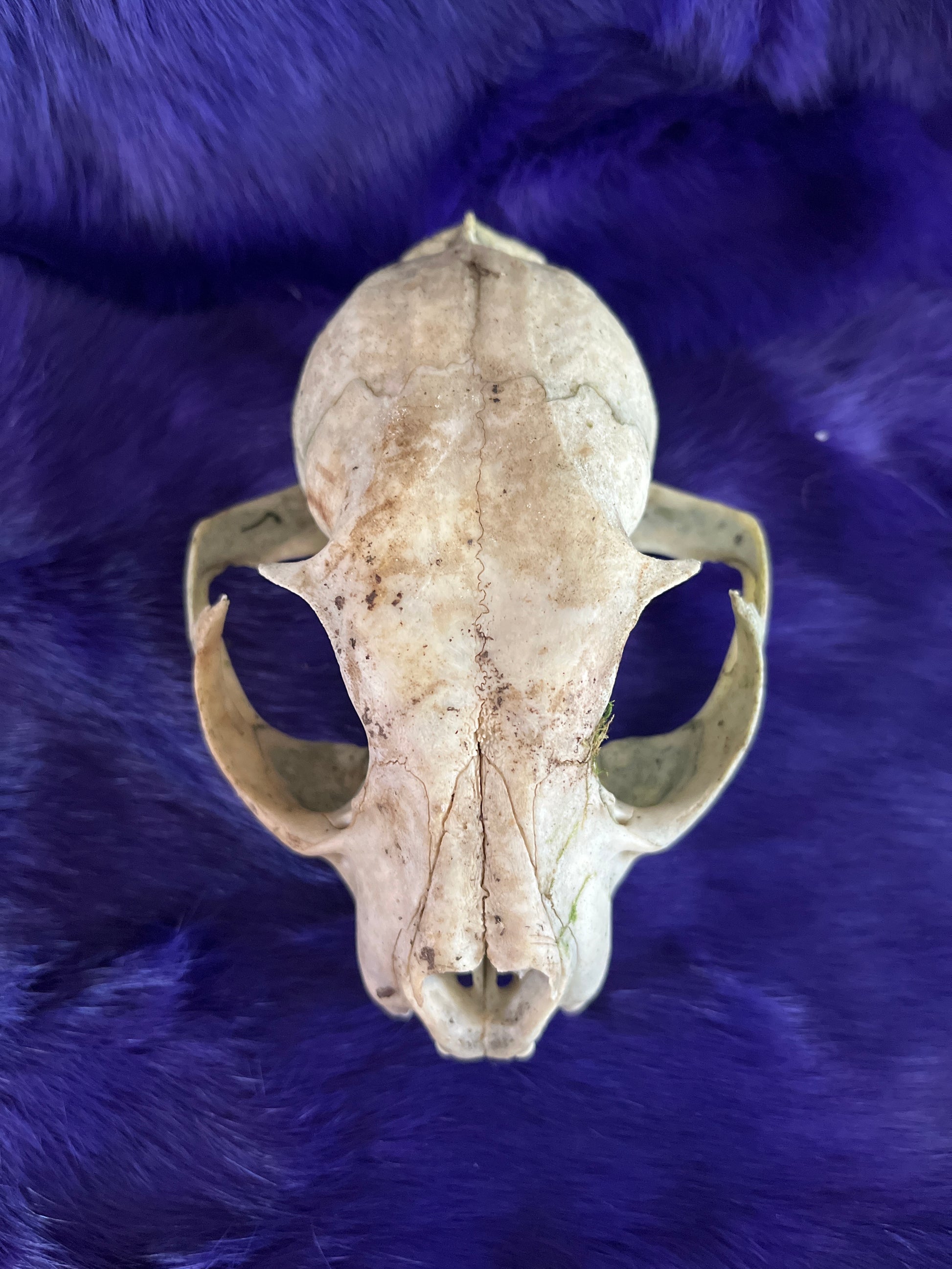 Lynx Skull, Natural Without Jaw 3