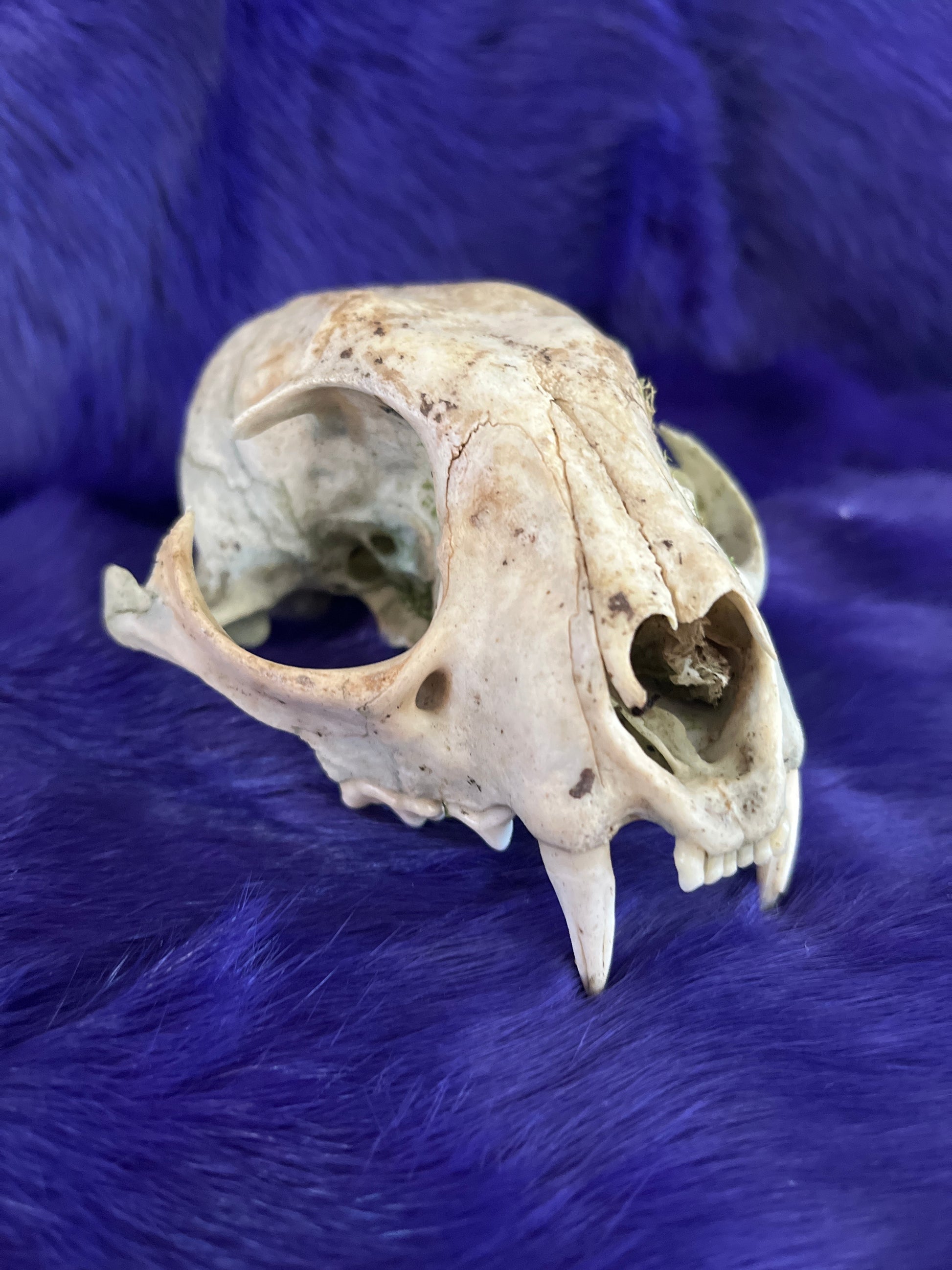 Lynx Skull, Natural Without Jaw 1