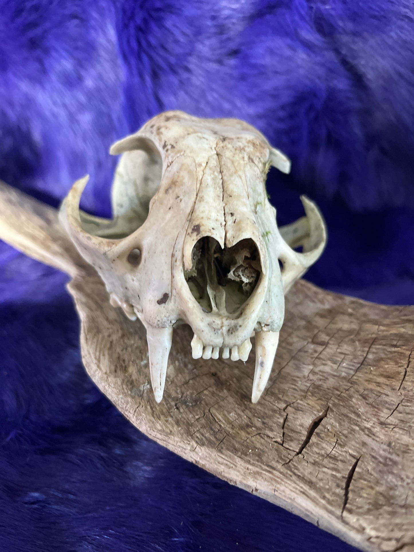 Lynx Skull, Natural Without Jaw 2