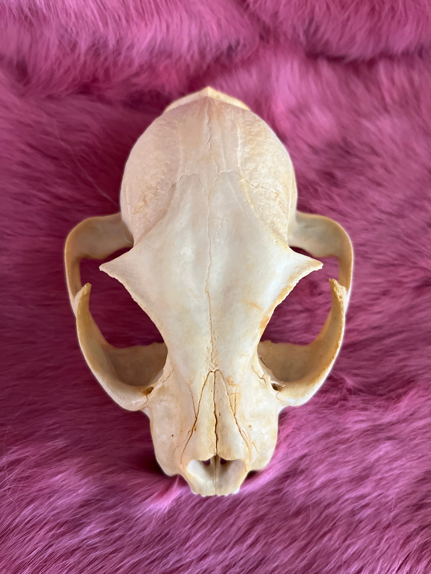 Lynx Skull, Bleached Without Jaw