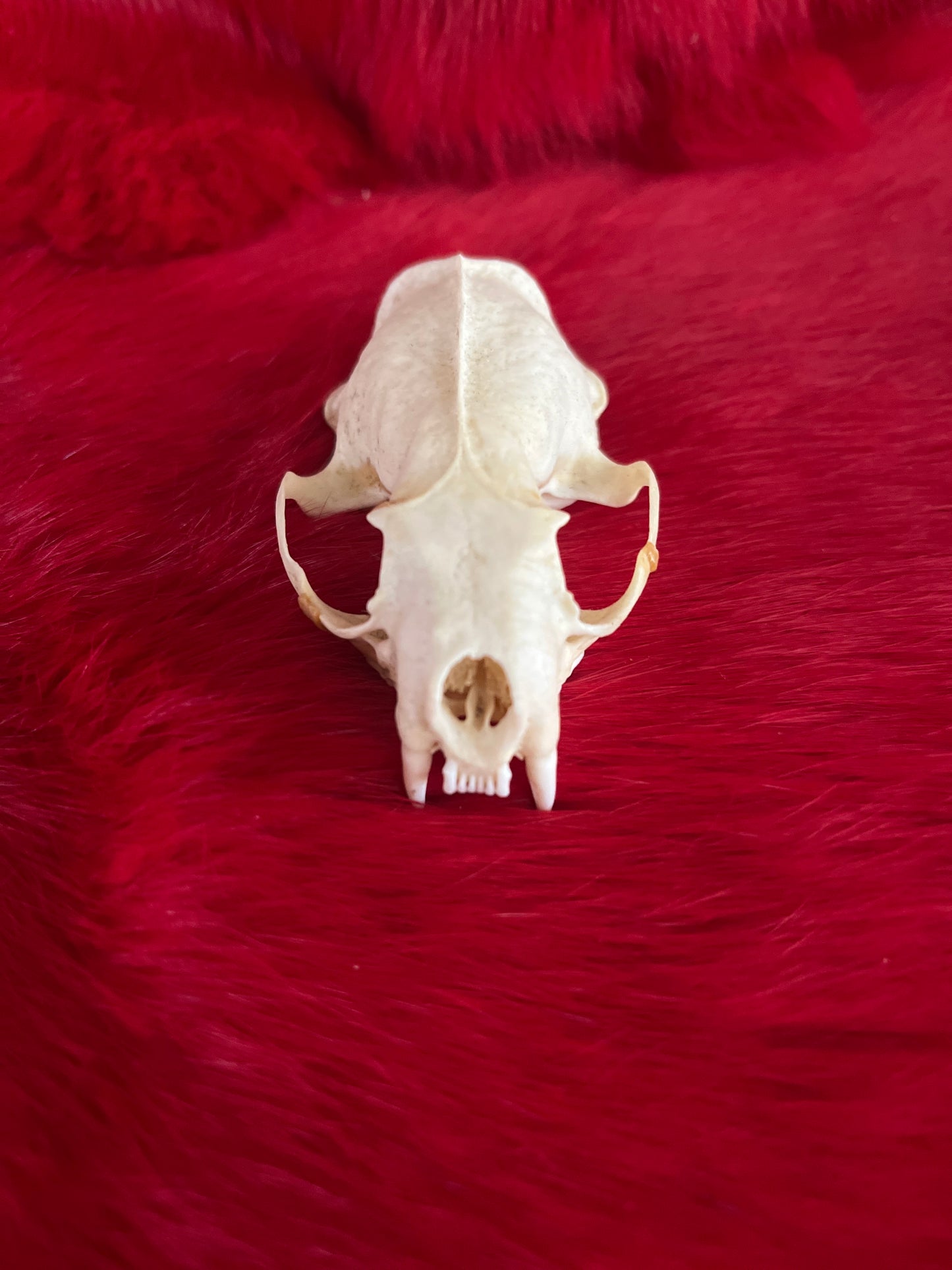 Mink Skull Without Jaw