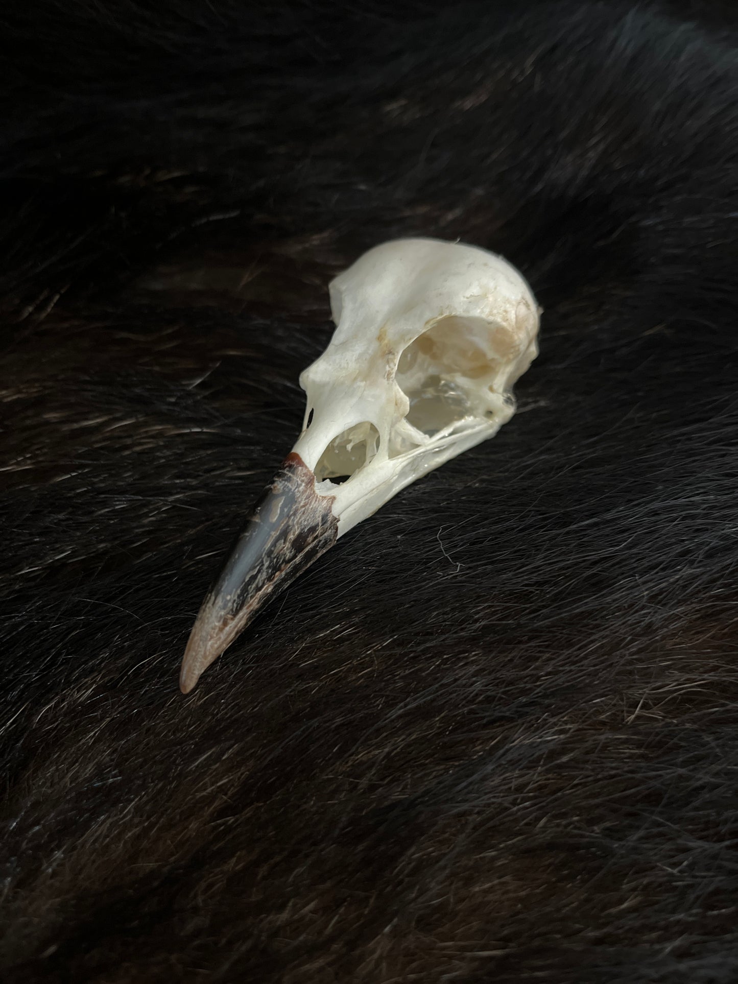 Crow Skull - Reinforced