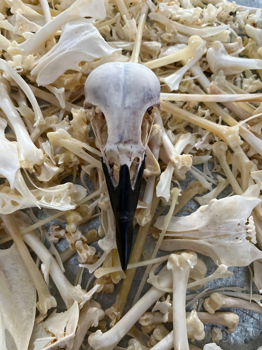 Natural Crow Skull