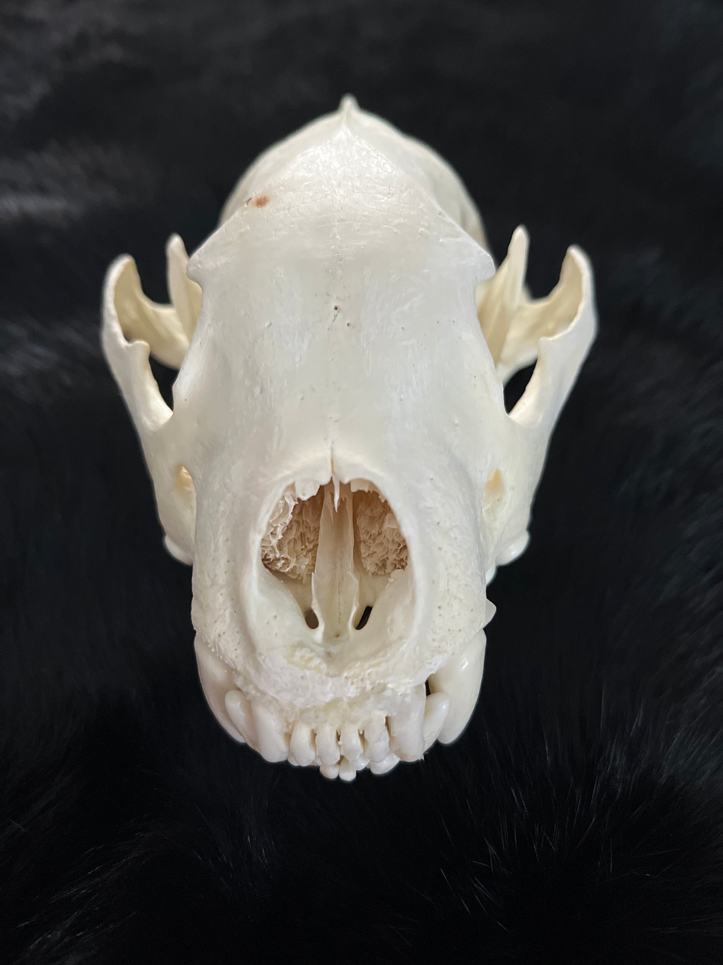 Wolverine Skull