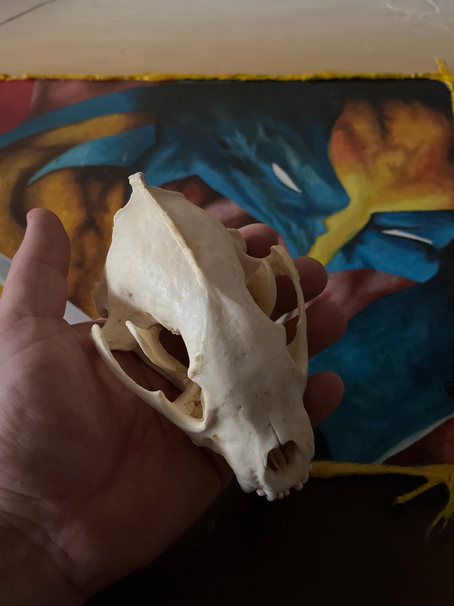 Wolverine Skull