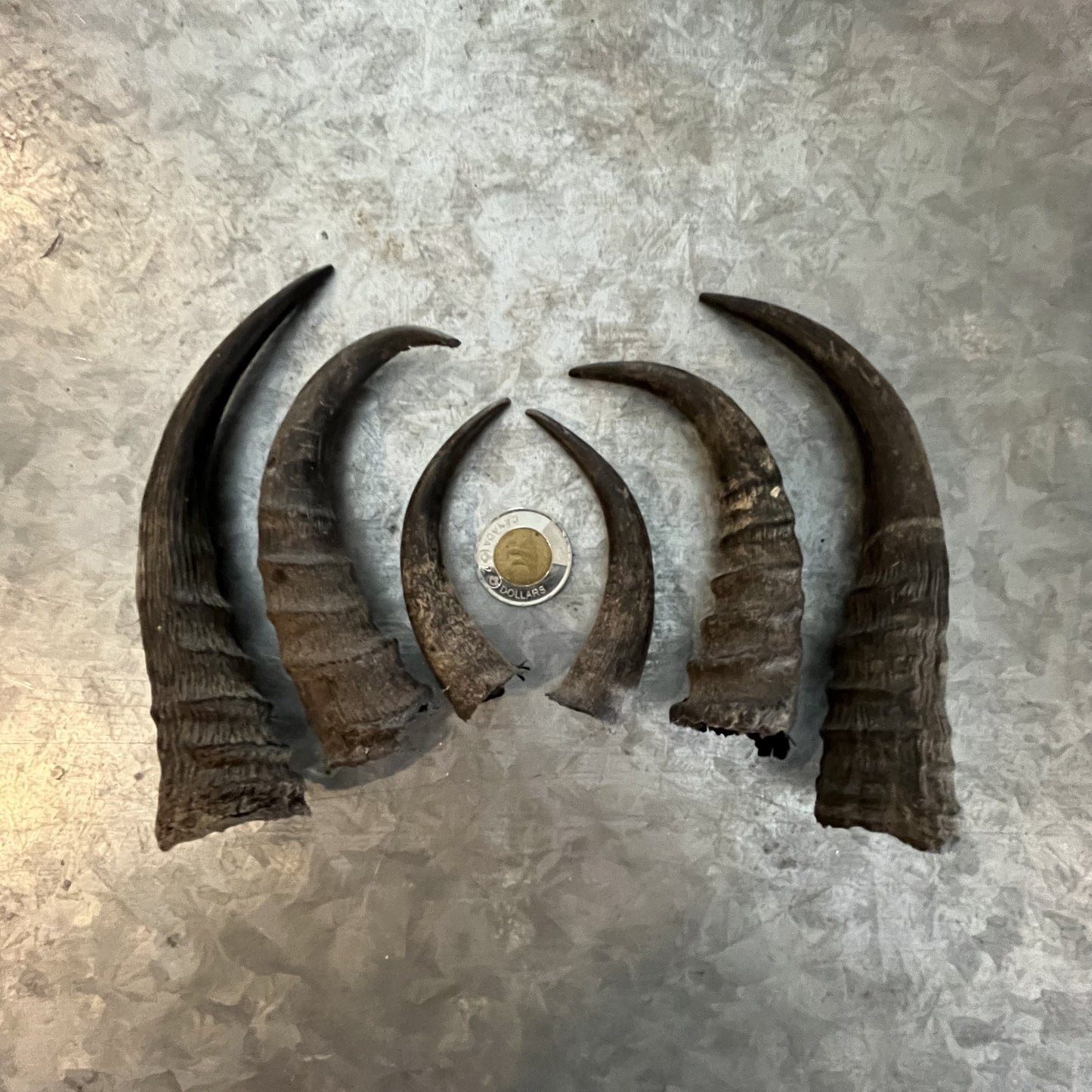 Mountain Goat Horns, Black