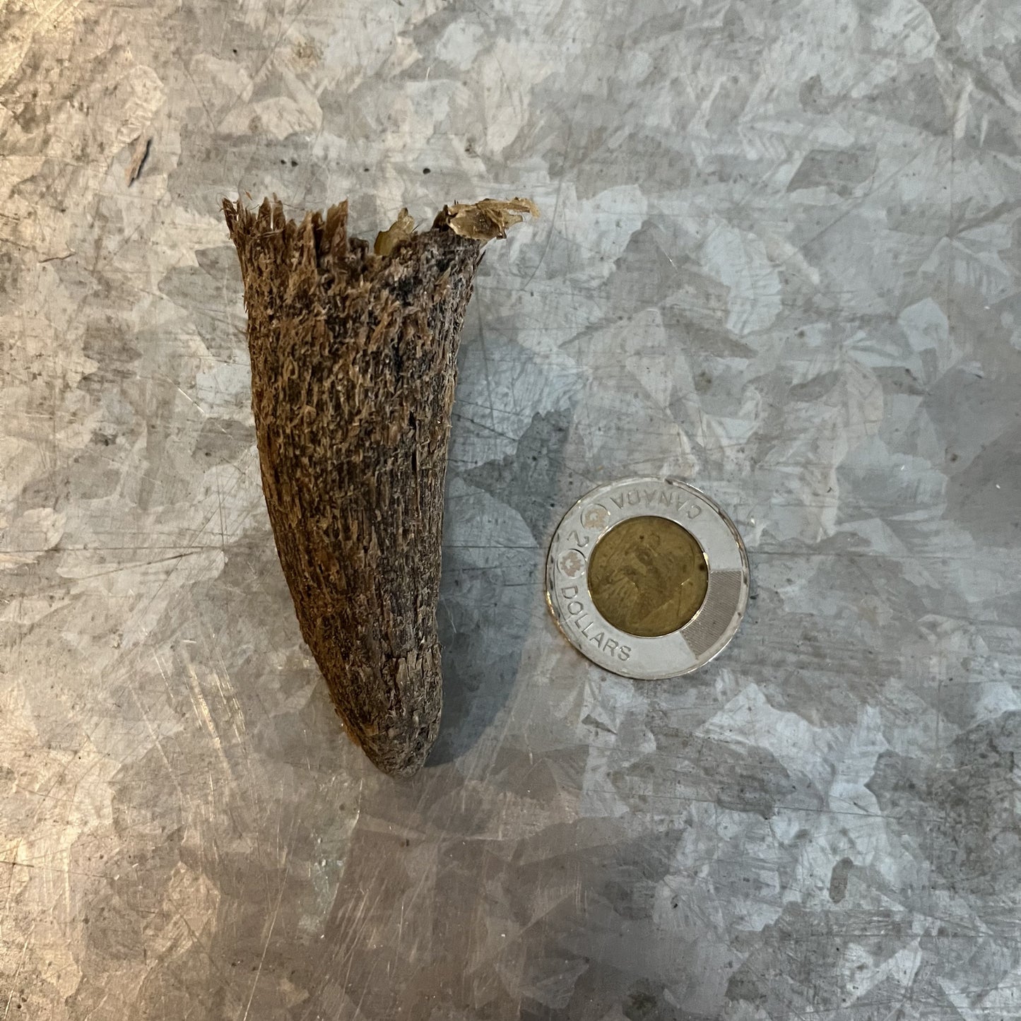 Small Cattle Horn, Single