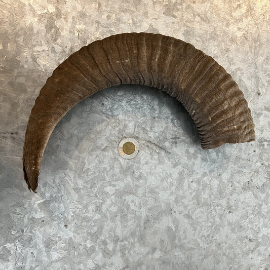 Bighorn Sheep Horn