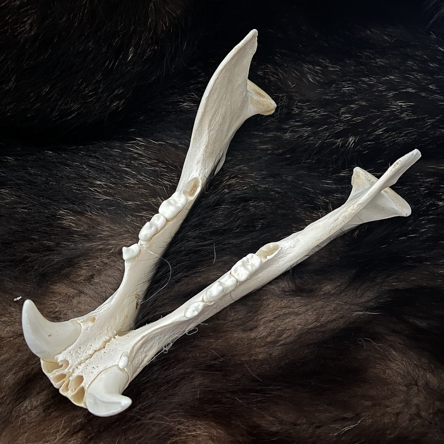 Polar Bear Skull