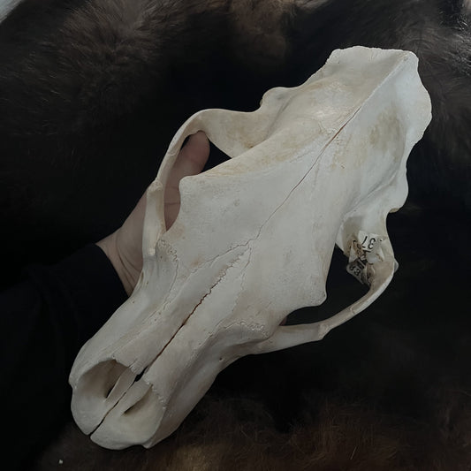 Polar Bear Skull