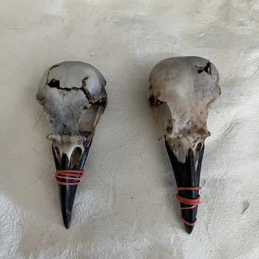 Crow Natural Crow Skull Domaged
