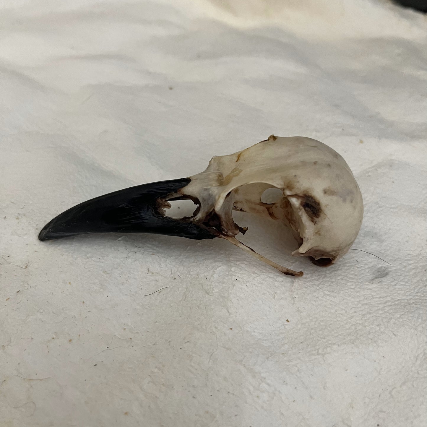 Crow Skull - Unwhitened and damaged