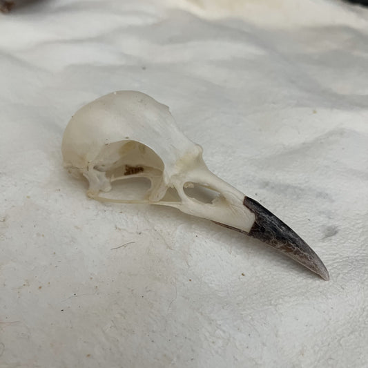CROW Skull No Jaw Bleached