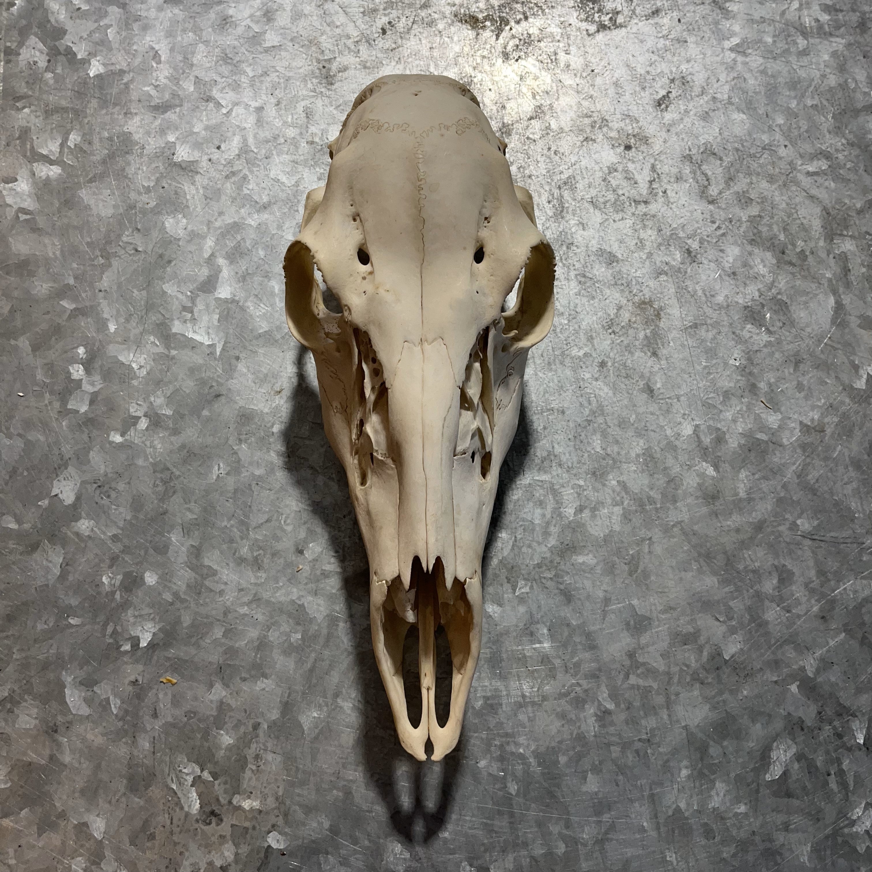 Female Deer Skull Bleached – Medieval Fur