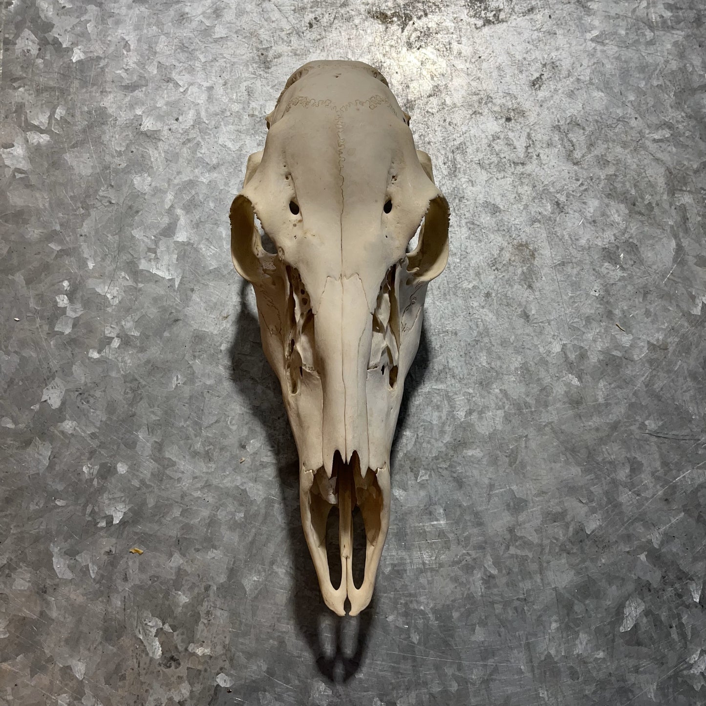 Female Deer Skull Bleached