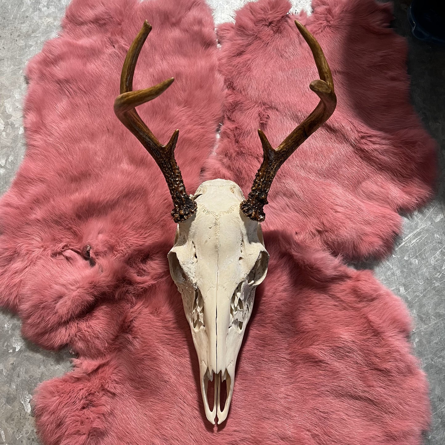 Deer Skull, 5-6-7 Points / crâne de chevreuil 5-6-7 pointes