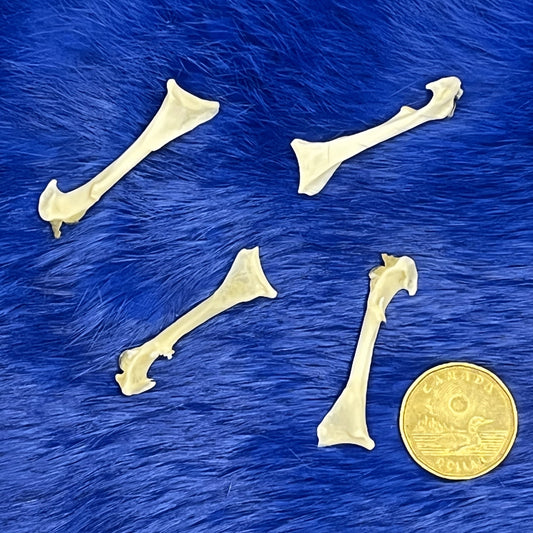 Crow Bone - Coracoid