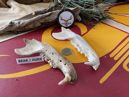 Bear Jawbone