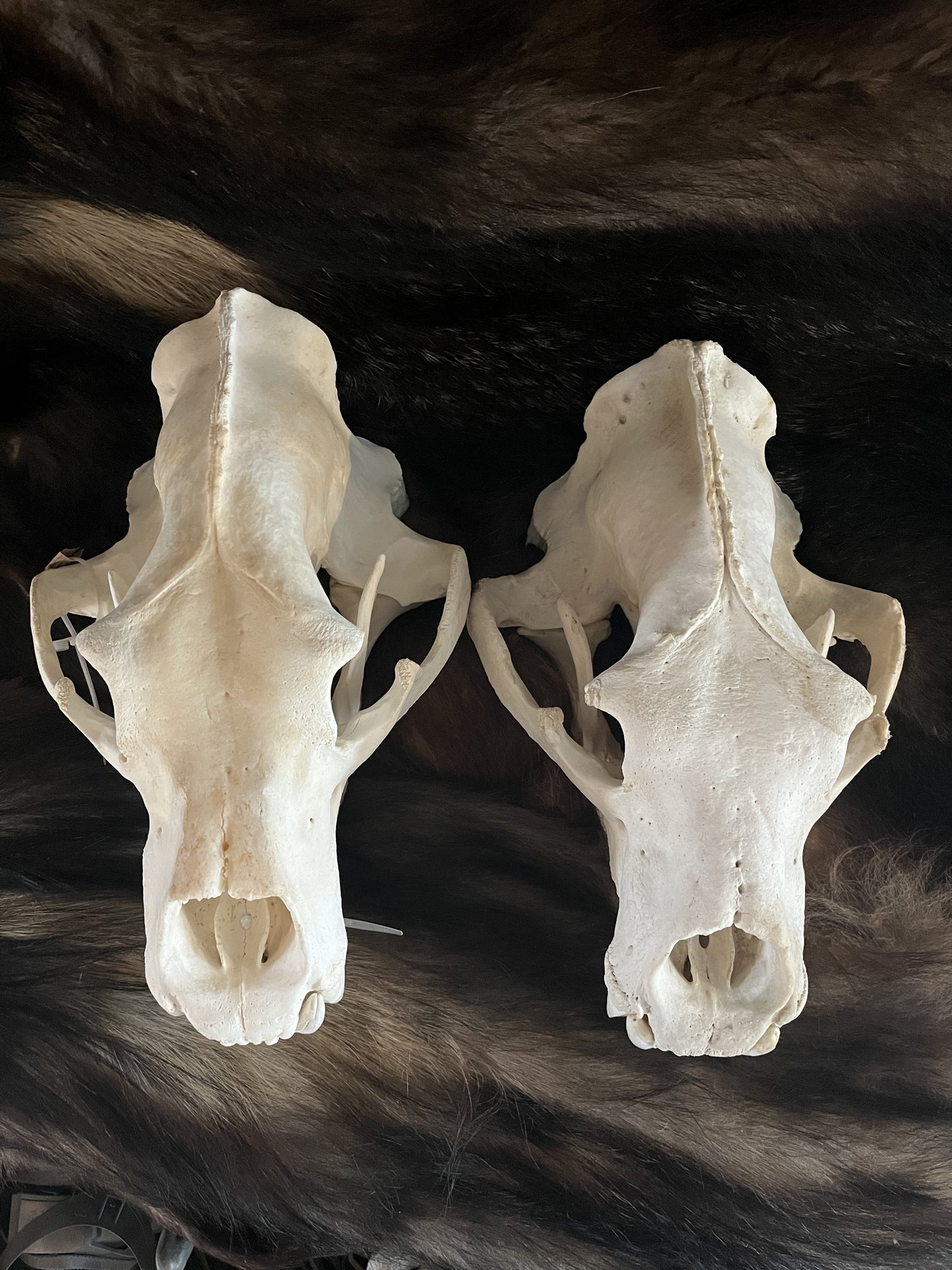 Polar Bear Skull, Pre-Order