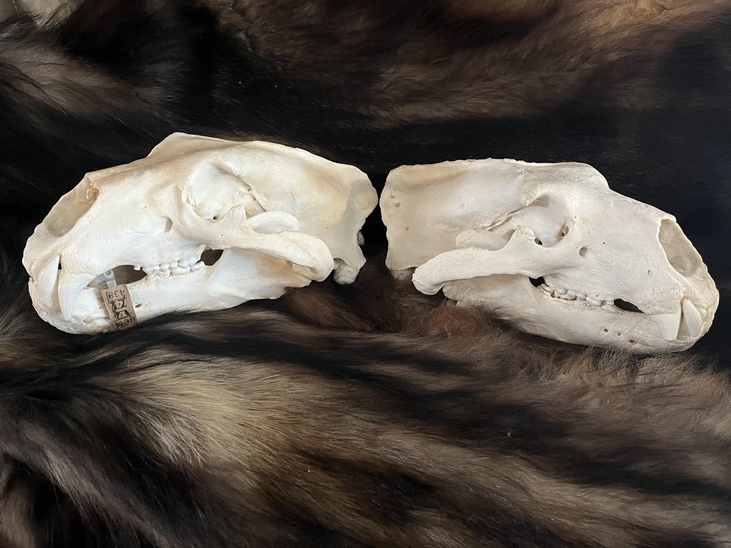 Polar Bear Skull, Pre-Order