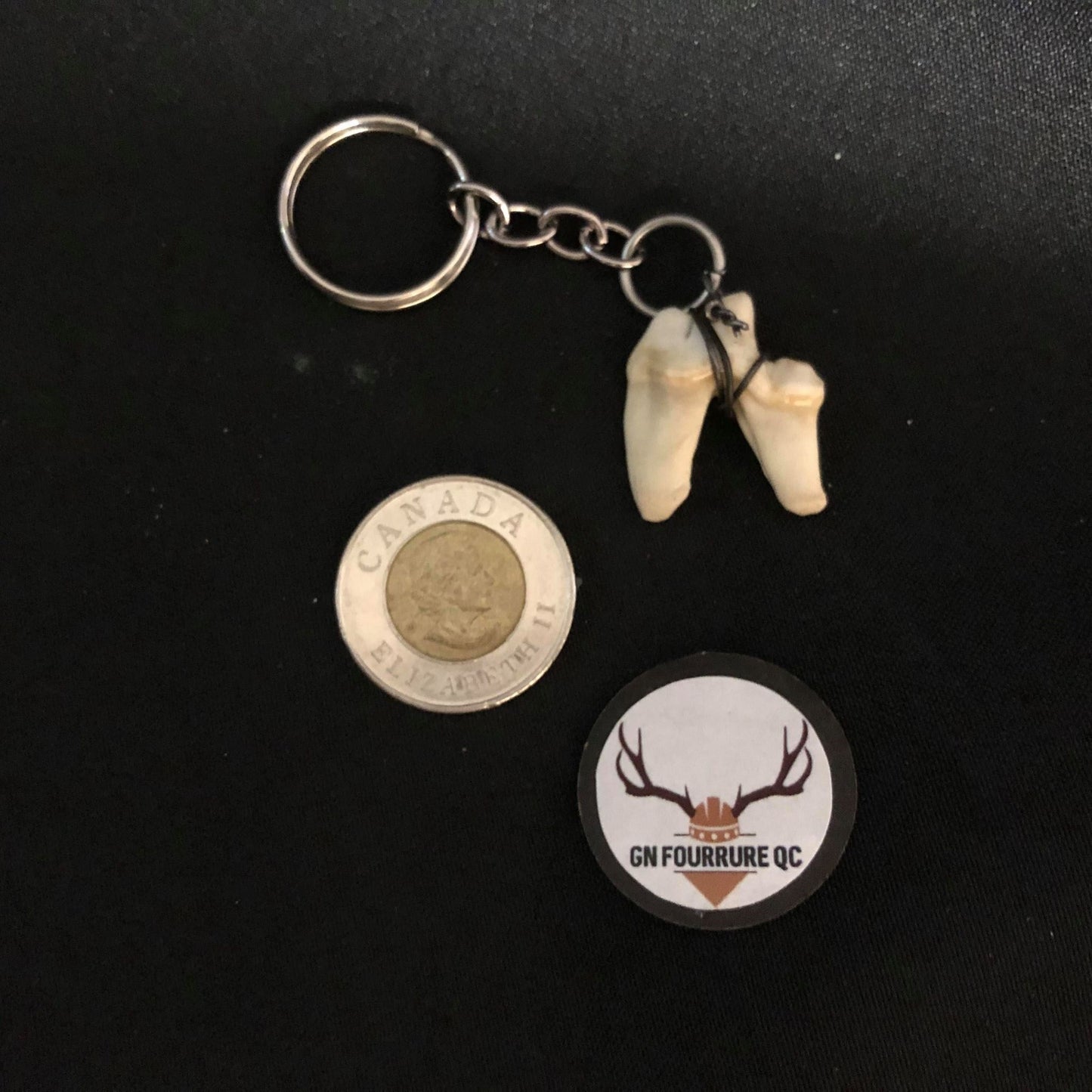 Coyote Carnassials Teeth Keychain