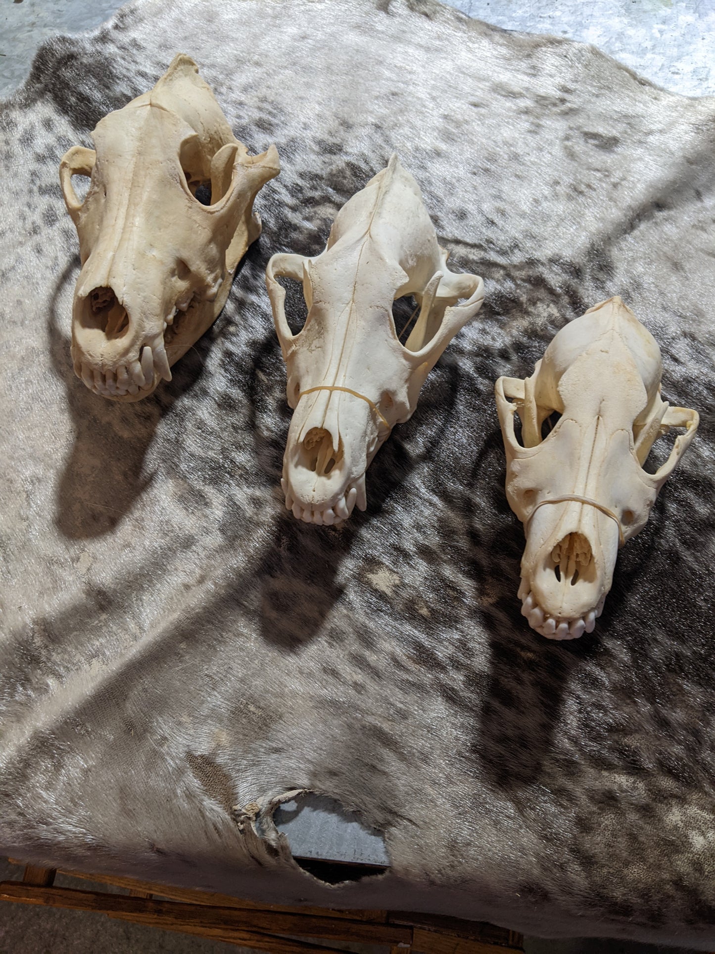 Wolf Skull Bleached