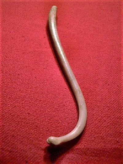 Raccoon Baculum, Bone