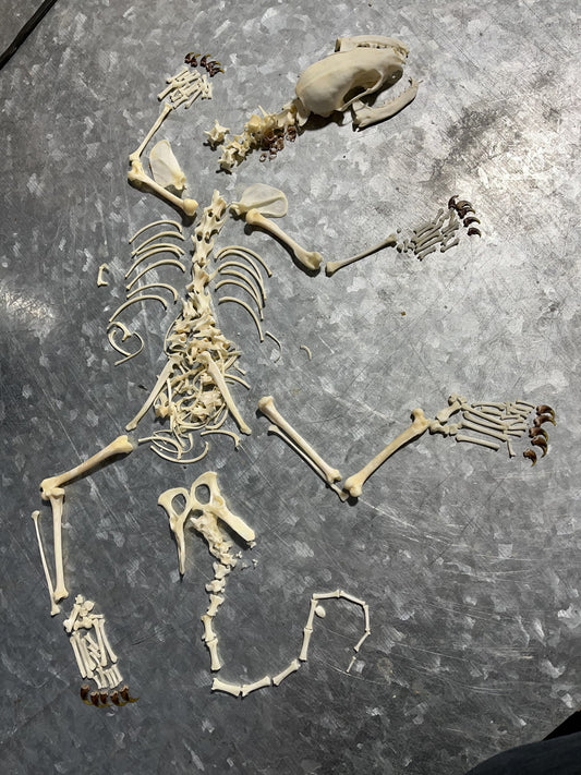 Fisher Skeleton Bone Set