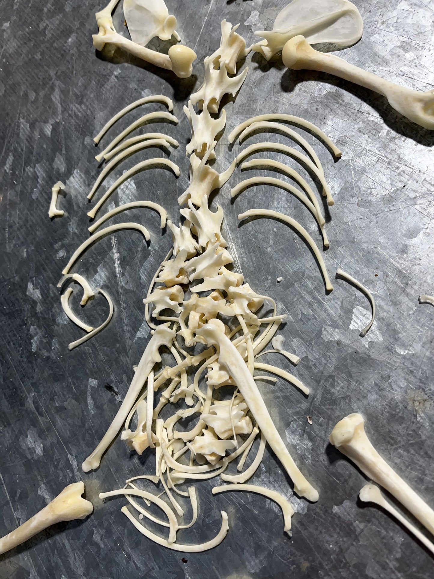Fisher Skeleton Bone Set