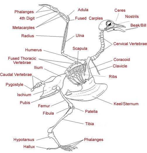 Crow Bone - Vertebrae - Components