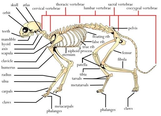 Lynx Bones