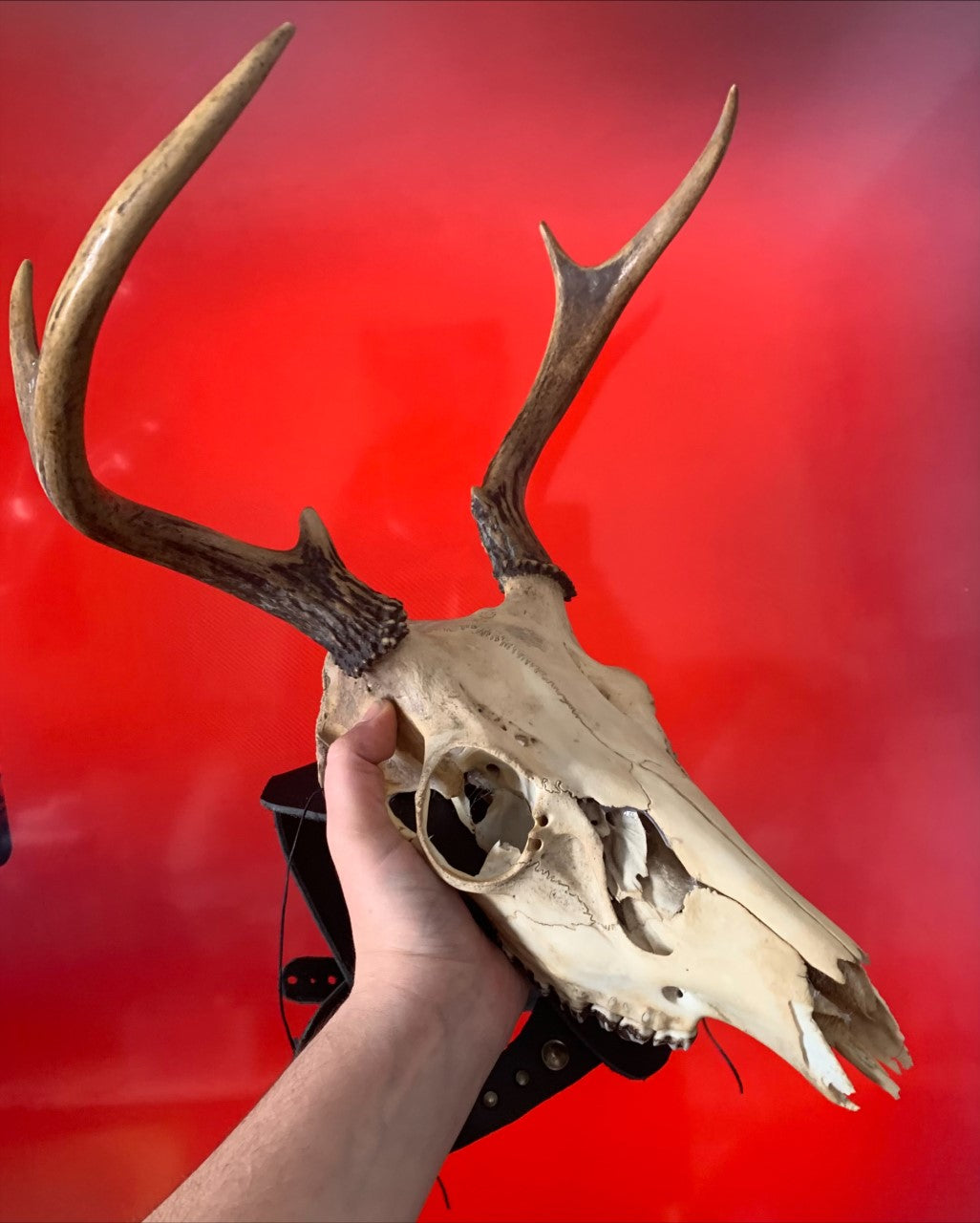Deer Skull Mask with Antlers