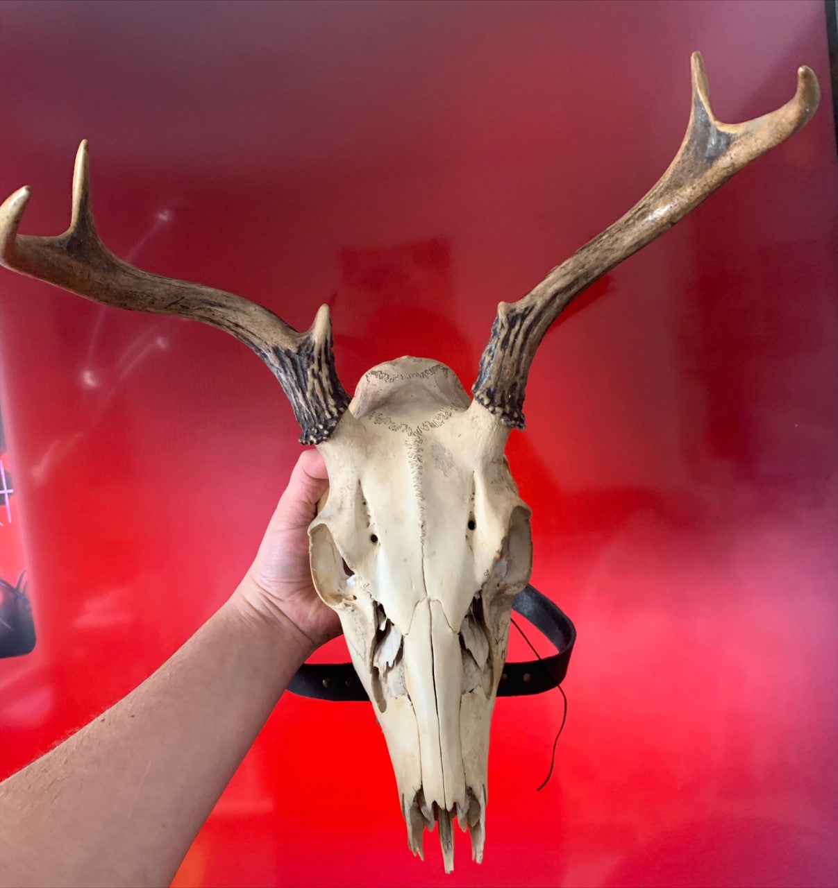 Deer Skull Mask with Antlers