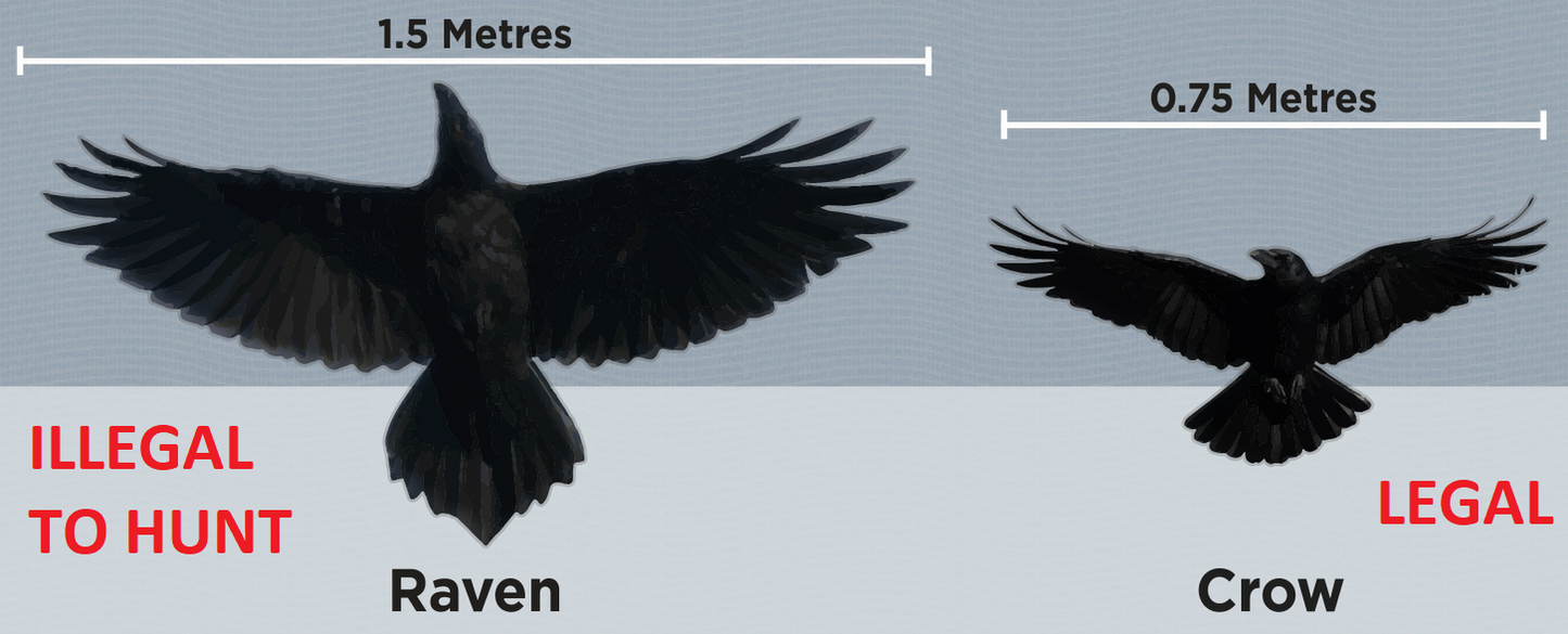 Crow Wings