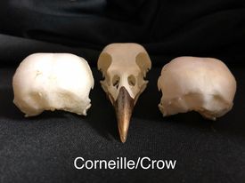 Crow Skulls, Bone