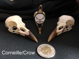 Crow Skull - Whitened and complete
