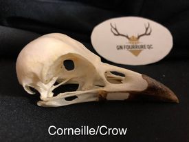 Crow Skull - Whitened and complete