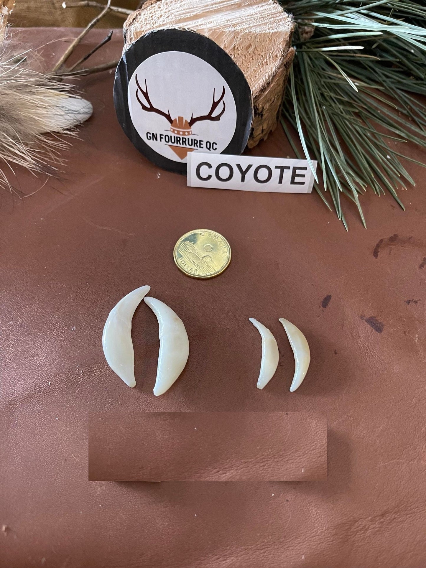 Coyote Teeth and Fangs