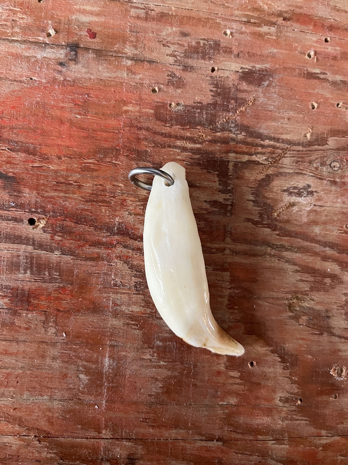 Bear Canine Tooth Pendant