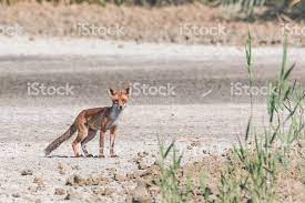 Plains Fox Fur Tails