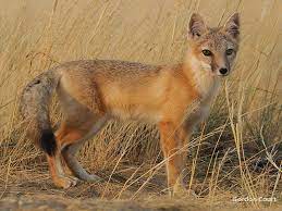 Plains Fox Fur Tails