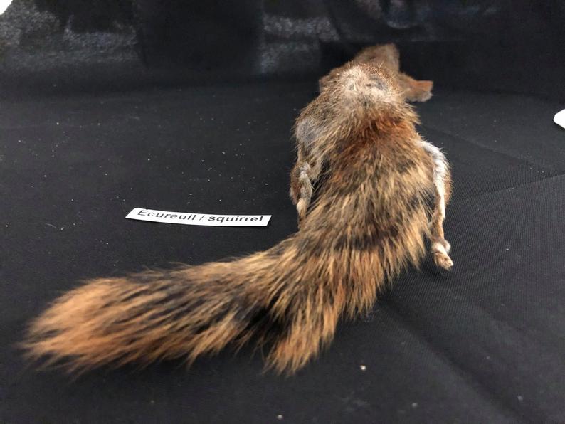 Squirrel Fur/  Authentique Peau d'Écureuil