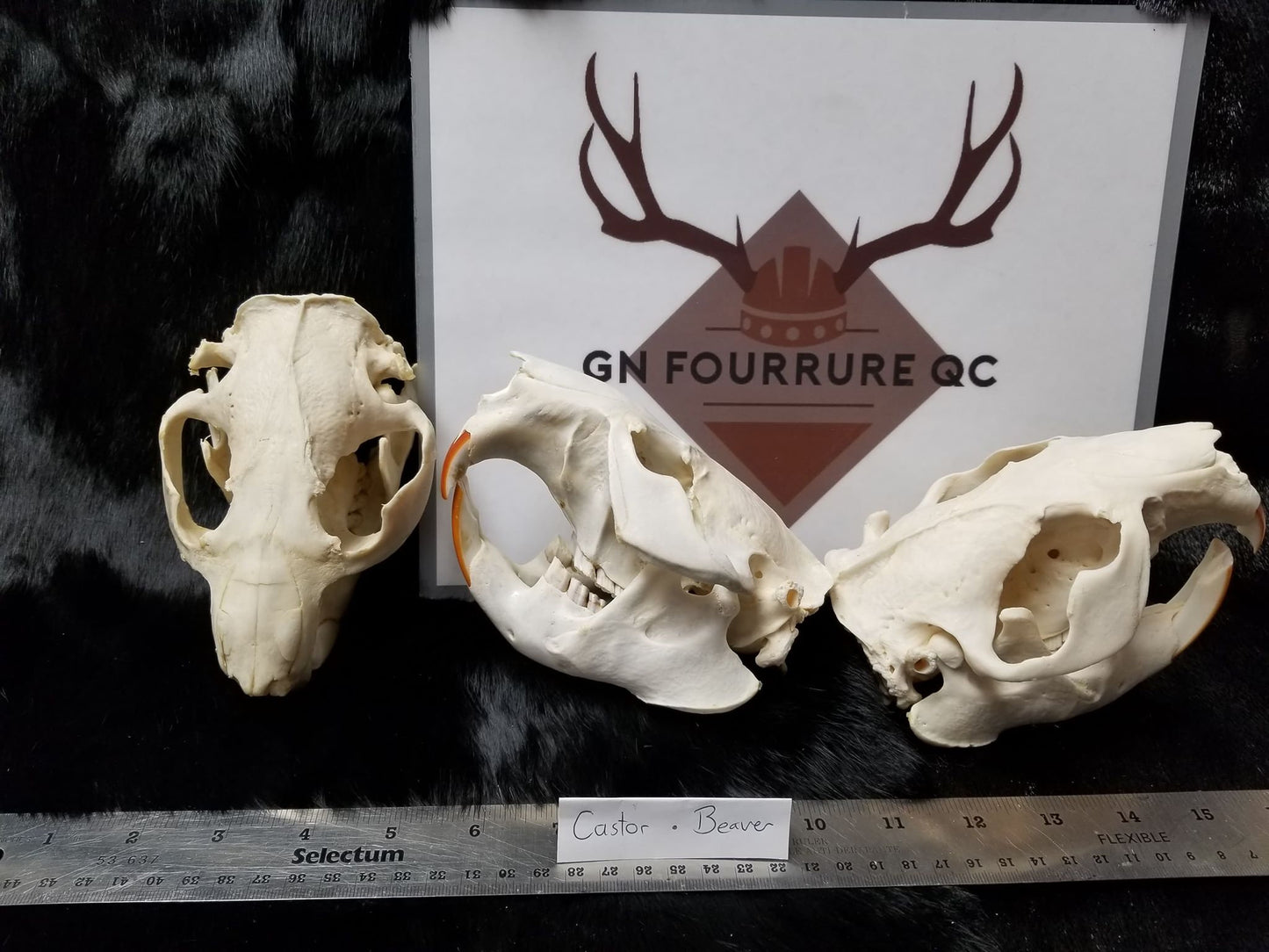 Beaver Skull, Bone